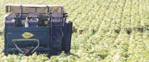 POWELL 3-WHEEL TOBACCO HARVESTER with LIVE BOTTOM CONTAINER HARVESTS YOUR CROP FASTER and MORE  ECONOMICALLY, THUS PUTTING MORE MONEY IN YOUR POCKET!!!